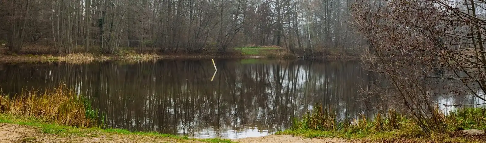 Teich mit Schilf und Wald in der Umgebung von Mühlenbeck (Mühlenbecker Land)
