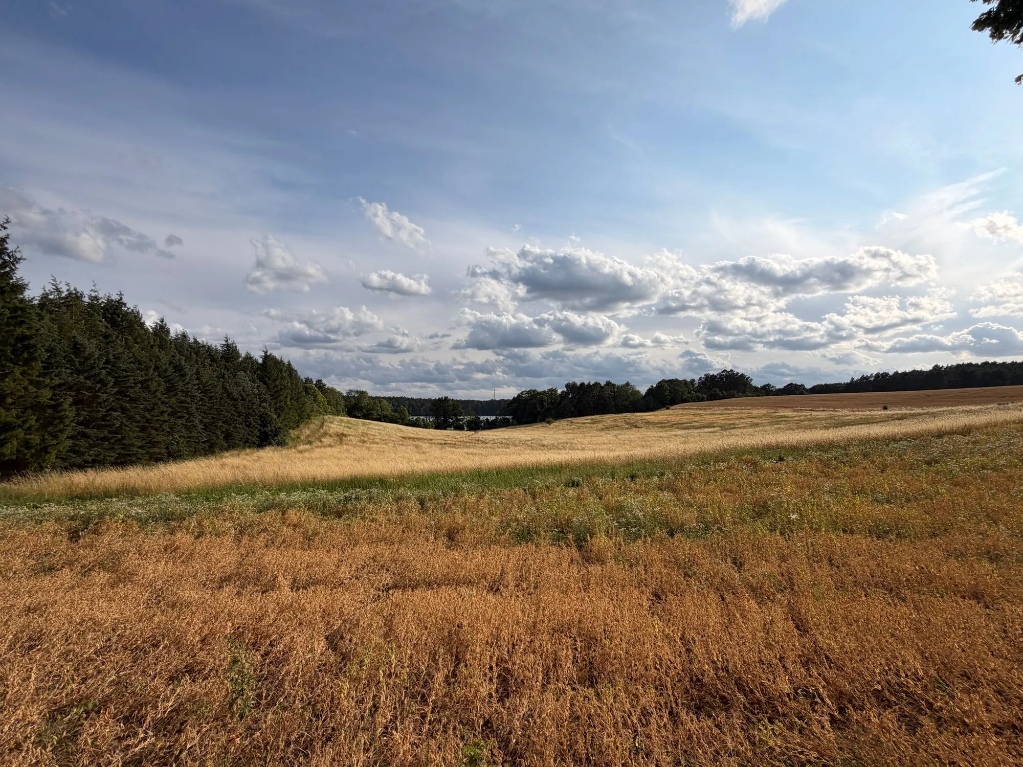 Sommerliches Feld mit Waldrand bei Lychen in Brandenburg